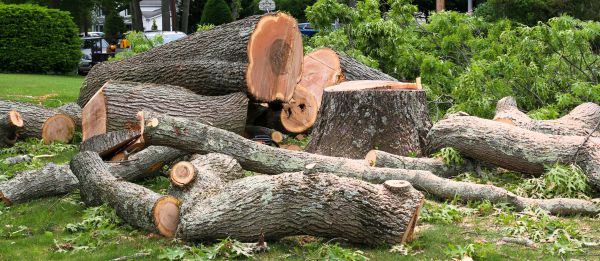 Large Tree Removal in Norwalk