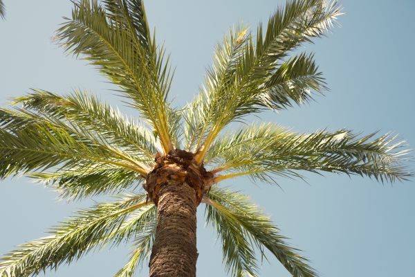 Palm Tree Removal in Norwalk
