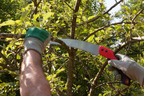 Small Tree Removal in Norwalk