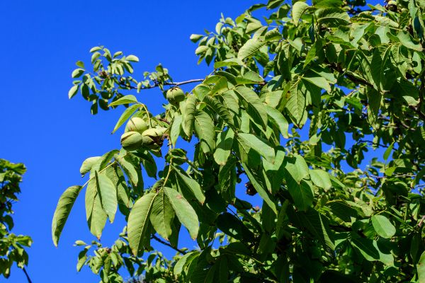 Cost of Walnut Tree Removal in Norwalk