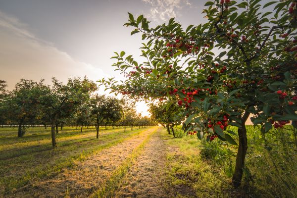 Cost of Cherry Tree Removal in Norwalk