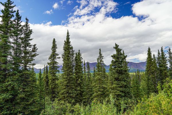 Cost of Spruce Tree Removal in Norwalk