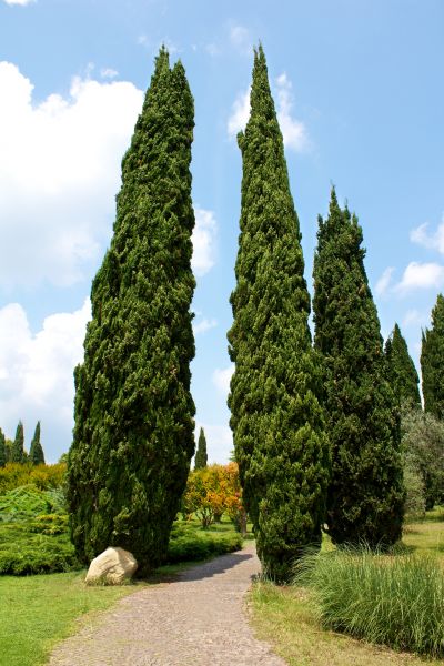 Cost of Cypress Tree Removal in Norwalk