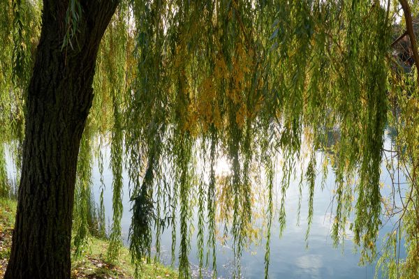 Cost of Willow Tree Removal in Norwalk