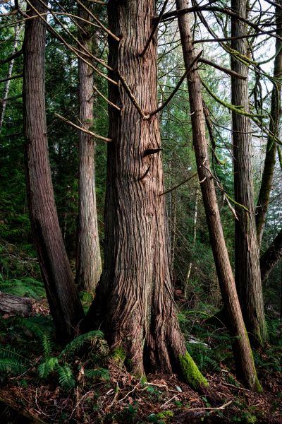 Cost of Cedar Tree Removal in Norwalk