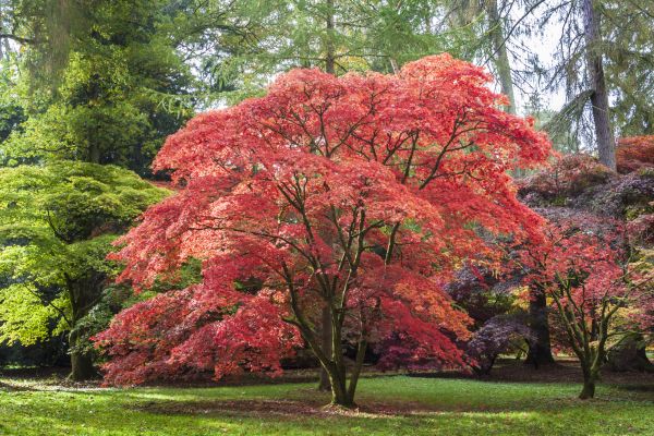 Cost of Maple Tree Removal in Norwalk