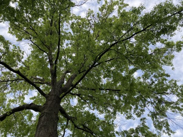 Cost of Oak Tree Removal in Norwalk