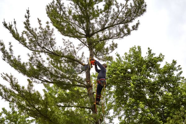 Cost of Pine Tree Removal in Norwalk