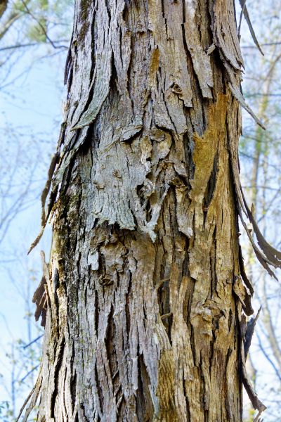 Cost of Hickory Tree Removal in Norwalk
