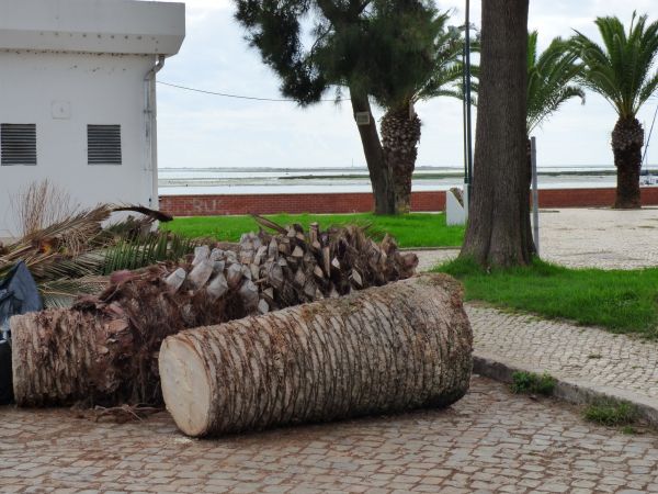 Palm Trees Removal in Norwalk