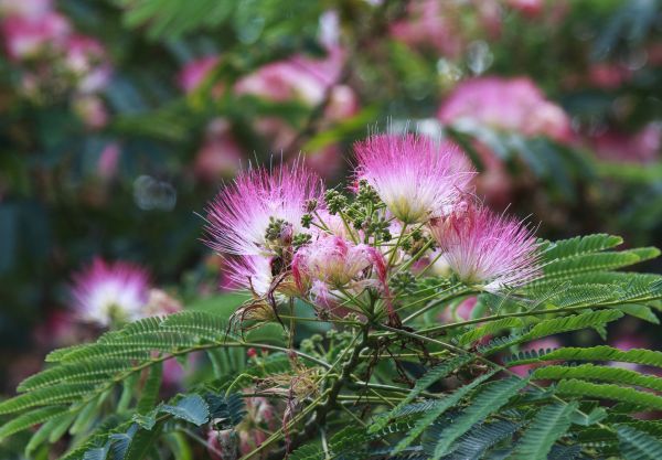 Cost of Mimosa Tree Removal in Norwalk