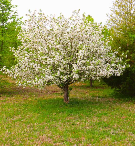 Cost of Dogwood Tree Removal in Norwalk
