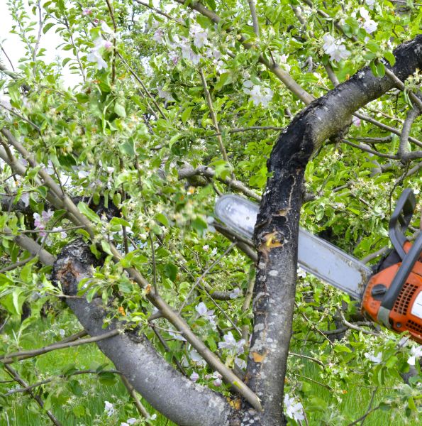 Cost of Apple Tree Removal in Norwalk