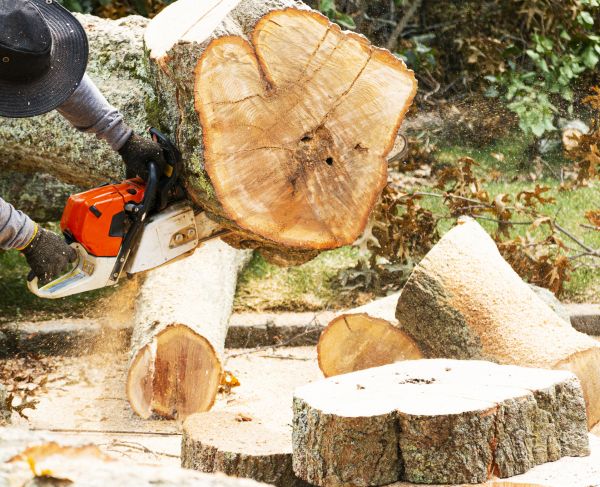 Tree Removal Service in Norwalk