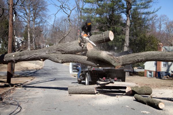 Cost of Residential Tree Removal in Norwalk