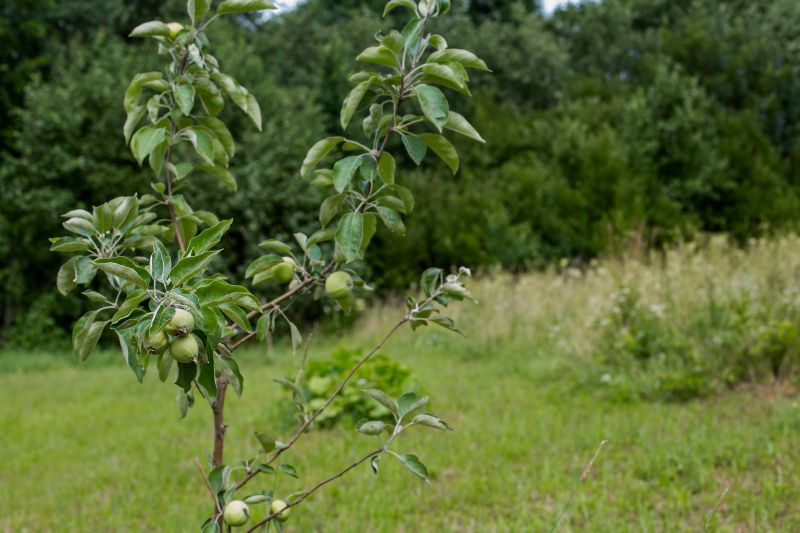 Apple Tree Removal