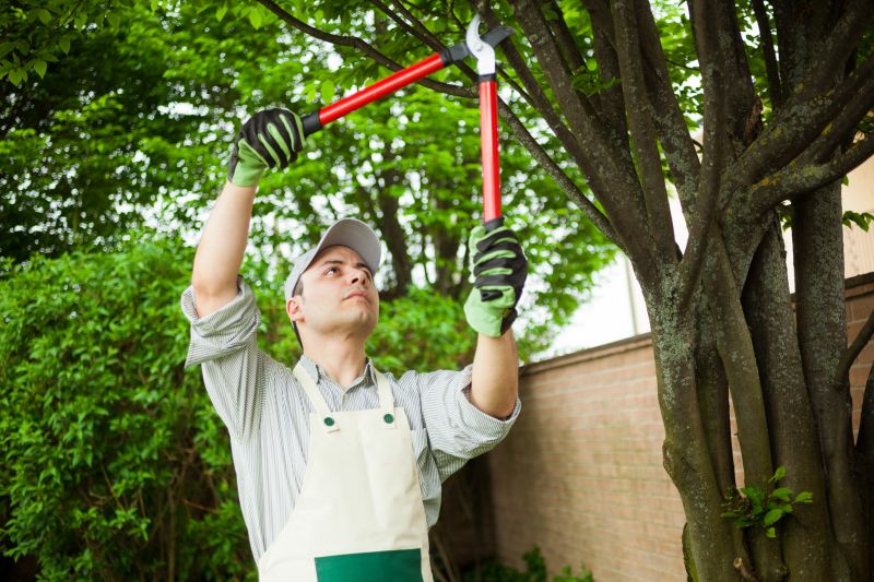 Cherry Tree Removal