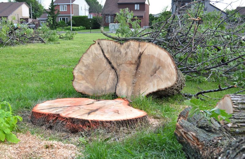 Dead Tree Removal