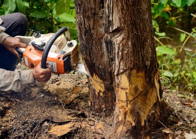 Dead Tree Removal