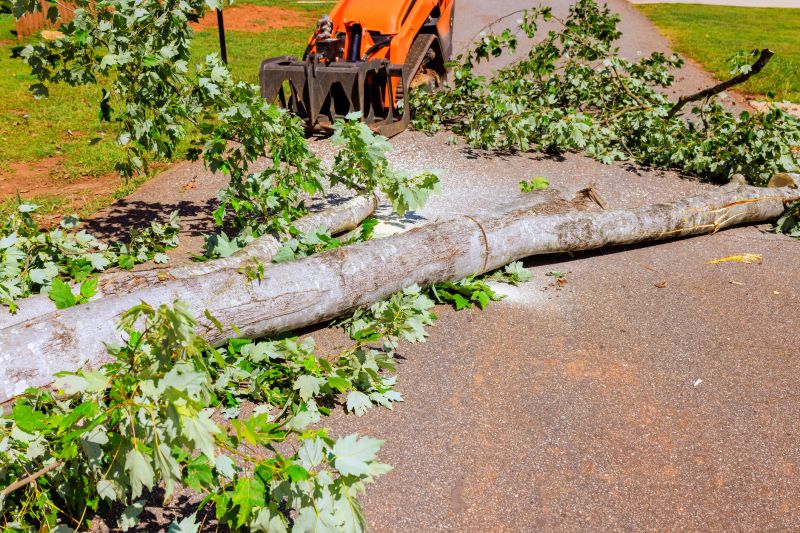 Dead Tree Removal