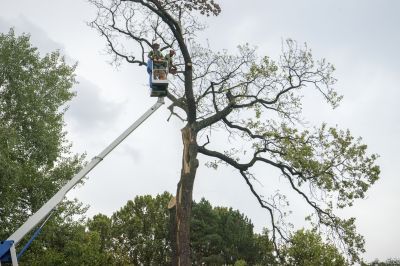 Elm Tree Removal