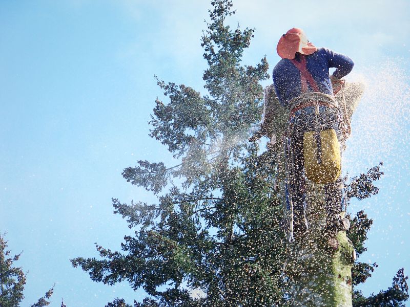 Emergency Tree Removal