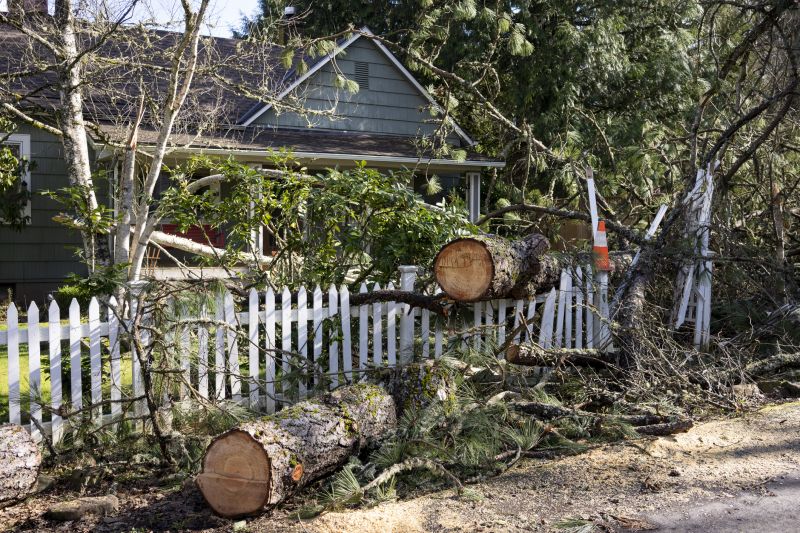 Emergency Tree Removal