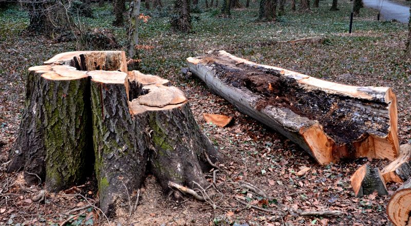 Emergency Tree Removal