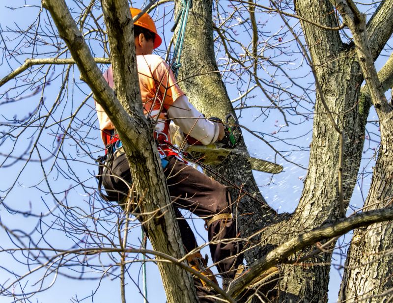 Emergency Tree Removal