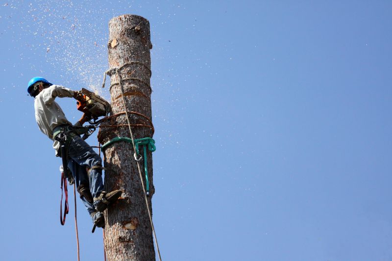Emergency Tree Removal