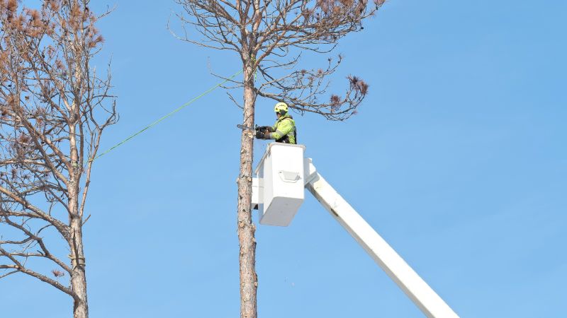 Emergency Tree Removal