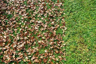 Leaf Disposal Area