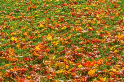 Autumn Leaf Accumulation