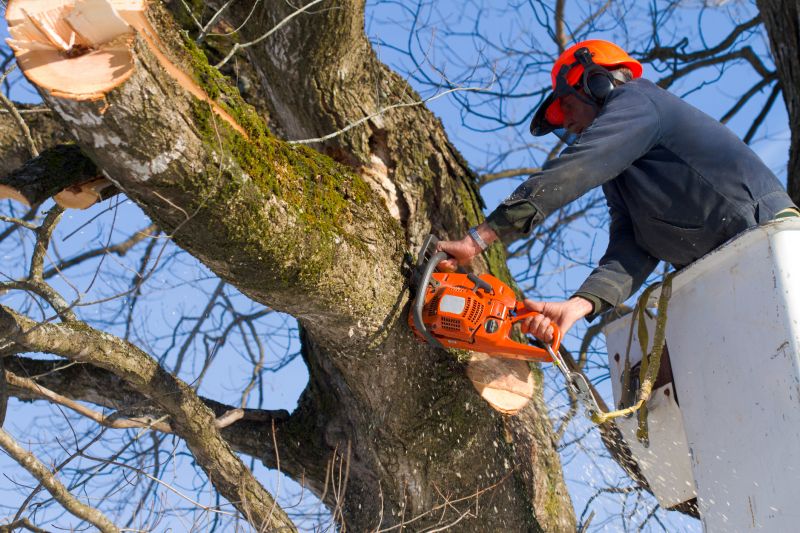 Fallen Tree Removal