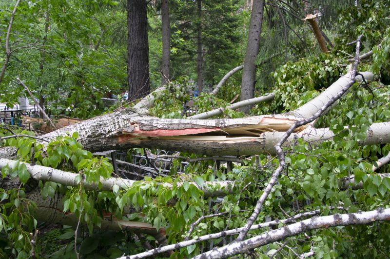 Fallen Tree Removal