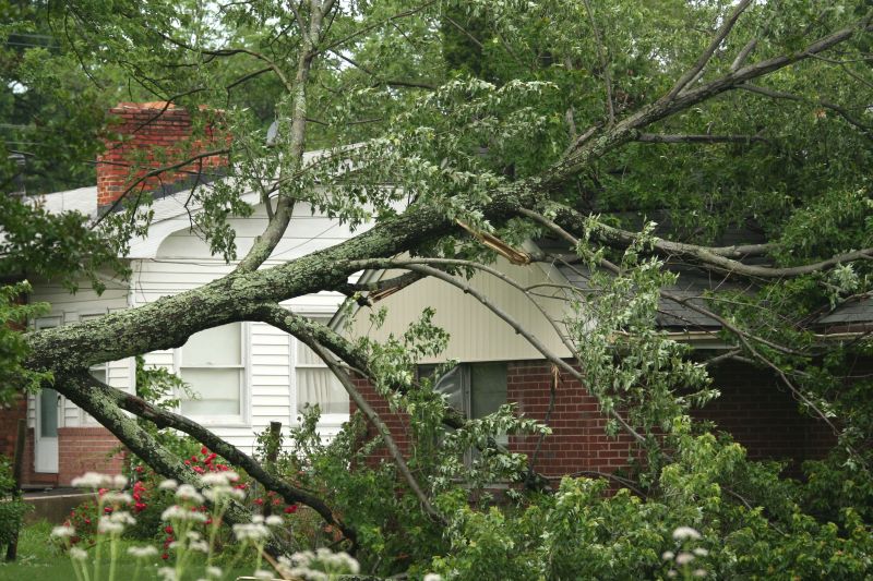 Fallen Tree Removal