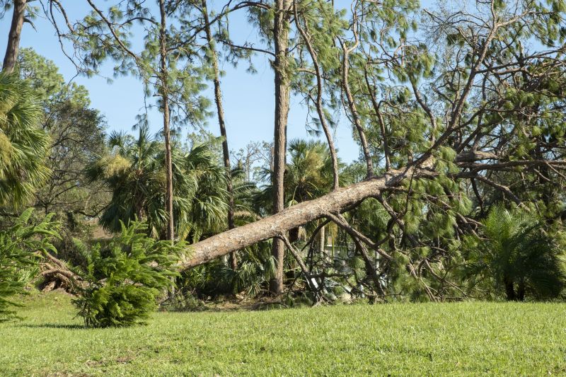 Fallen Tree Removal