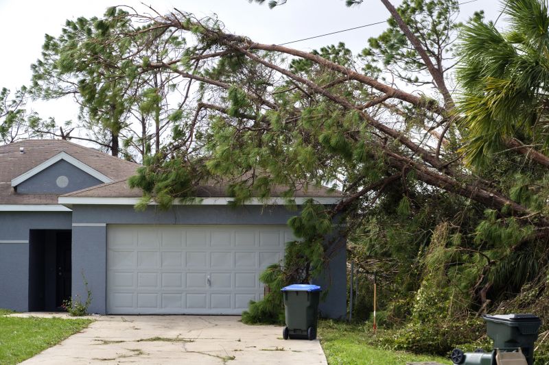 Fallen Tree Removal