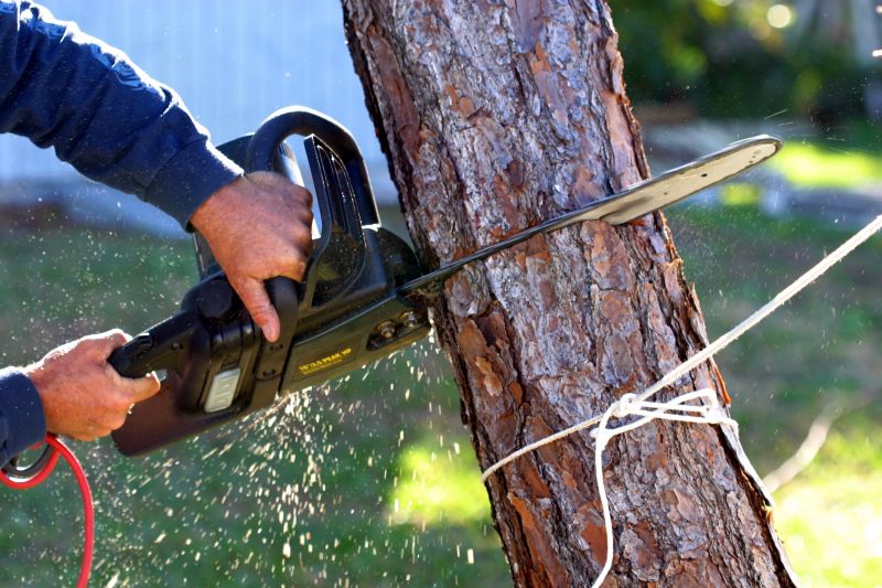 Fallen Tree Removal