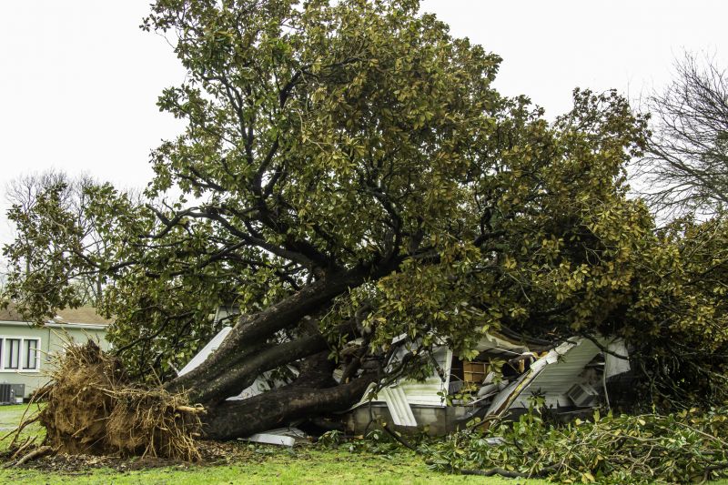 Fallen Tree Removal