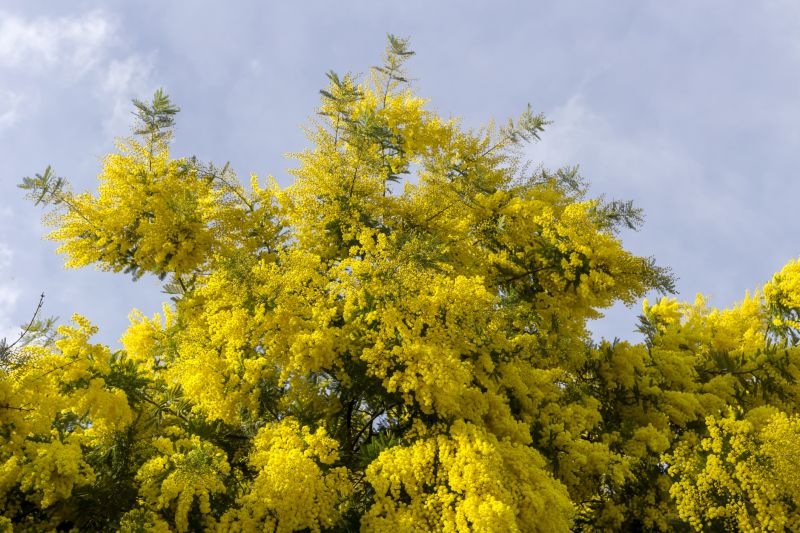 Mimosa Tree Removal