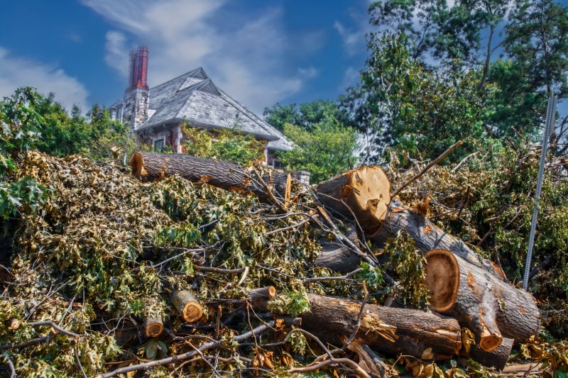 Spruce Tree Removal