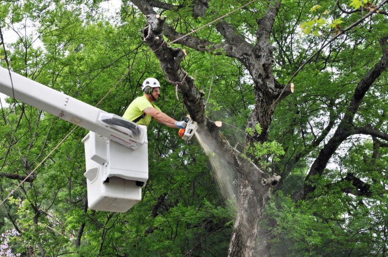 Tree Cutting Process