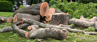 Property Before and After Tree Removal
