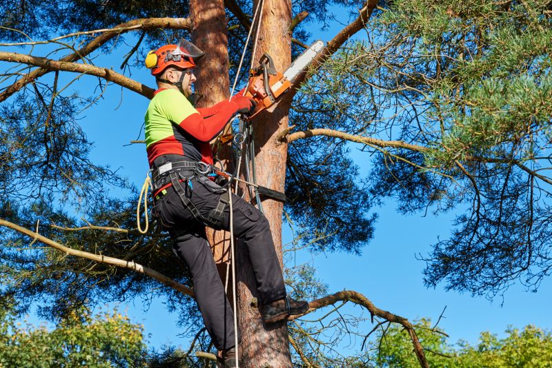 Professional Tree Removal Experts
