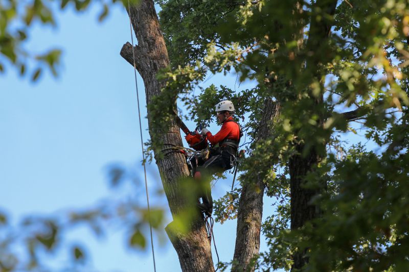Safety Measures in Tree Removal