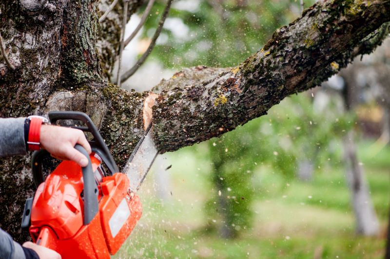 Willow Tree Removal